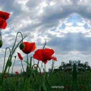 LES COQUELICOTS