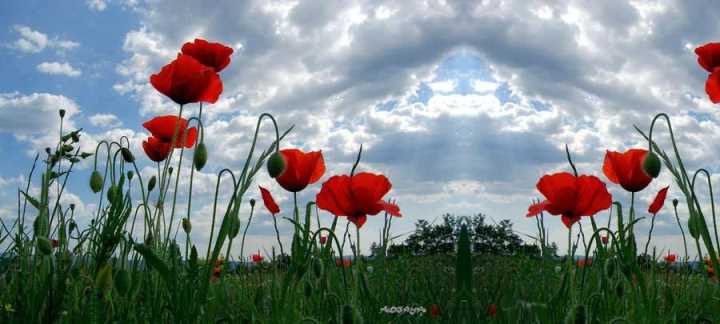 coquelicots