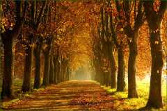 NT103_CN-automne-allee