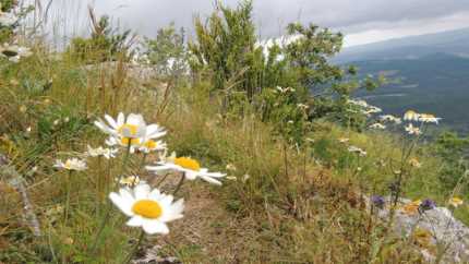 marguerites