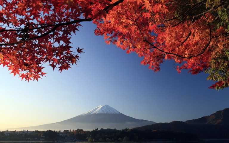 Mt. Fuji and autumn-colored maple tree