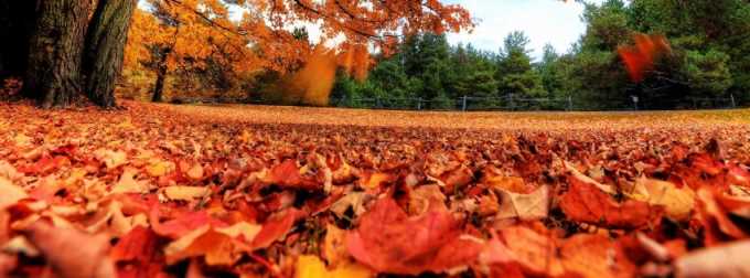 Autumn-Maple-Leaves