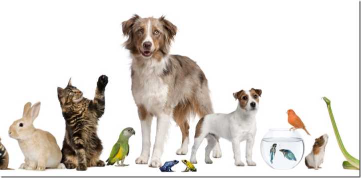 Group of pets together in front of white background