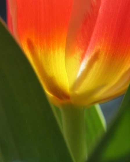 red-yellow-tulip