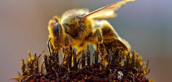 Bees_Collecting