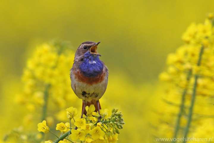 blauwborst