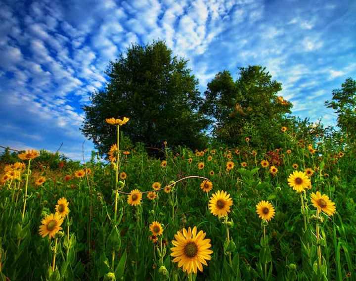 Sunflowers-Indianola