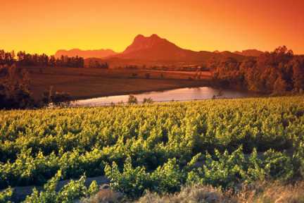 Weinberge bei Paarl, Südafrika