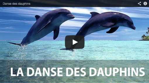 danse_dauphins