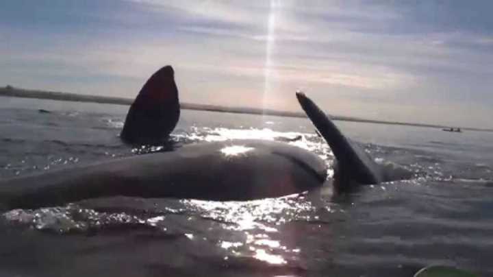 whale-lifts-up-kayakers