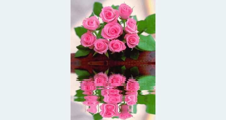 rose_miroir