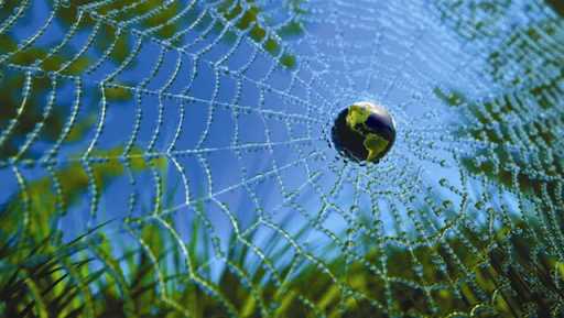 web-of-life