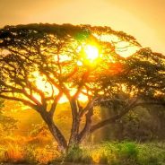 « Chaque jour je renais à ma véritable nature, mon être unifié »