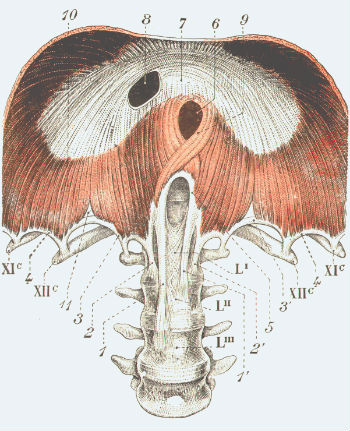 diaphragme00