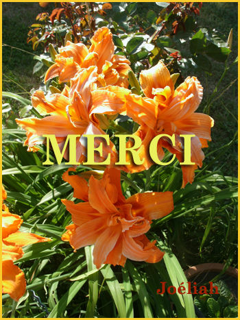 mercijo