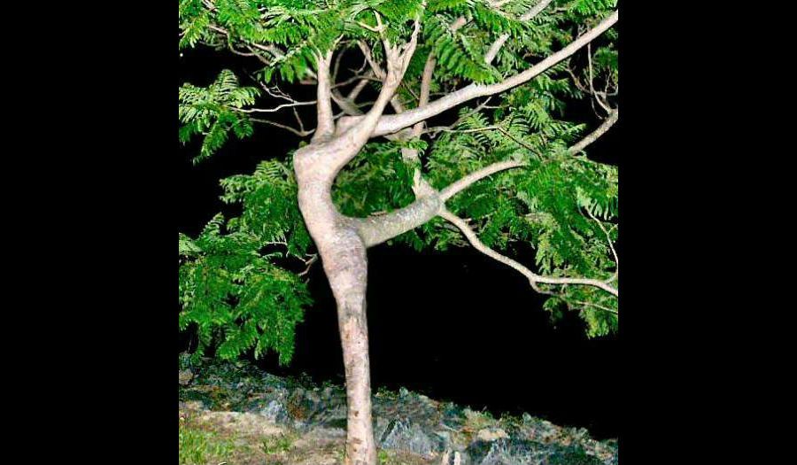 arbre-danseuse1-compressor