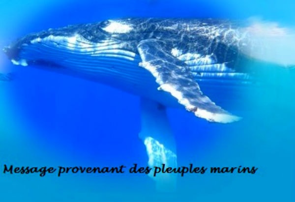 effetbaleine-min