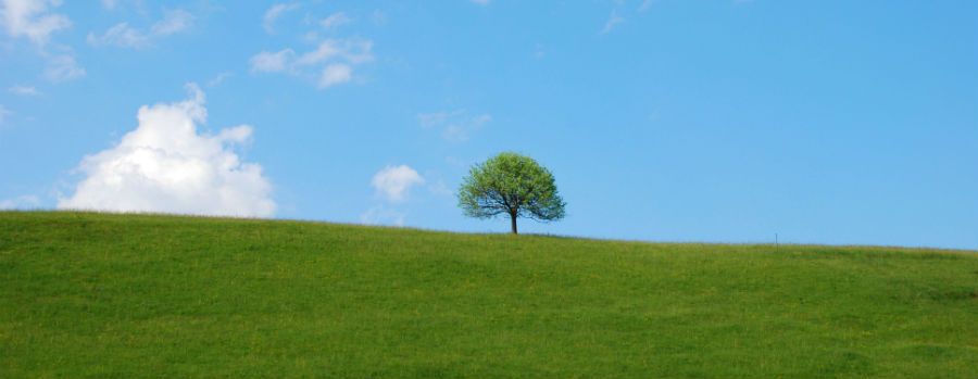 ciel-bleu-avec-arbre-compressor