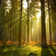 LES ARBRES D’UNE MÊME FORÊT AVEC UNE RACINE COMMUNE – Méditation