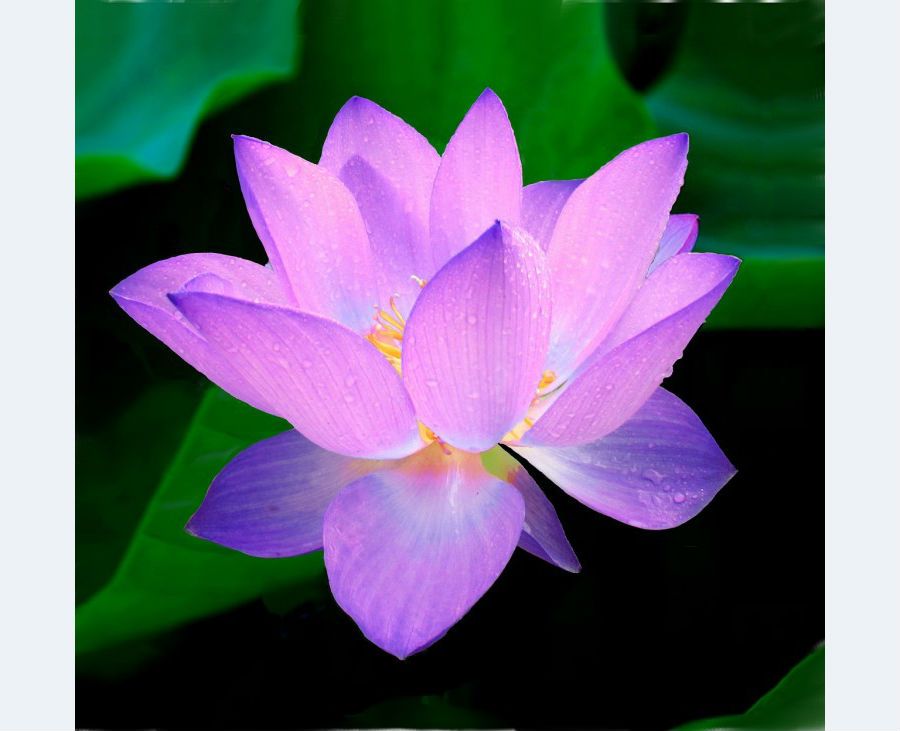 lotus-violet-grosplan-compressor