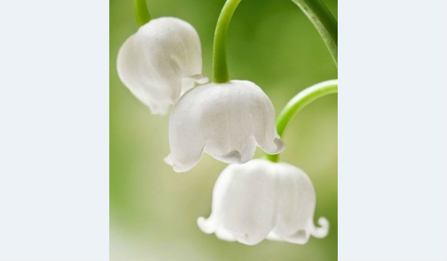 lily-of-the-valley-compressor